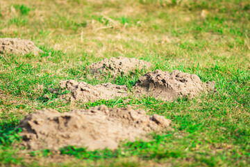 A fresh molehill on vibrant green grass. The dark brown soil contrasts with the lush lawn, indicating recent underground activity. The small mound is slightly damp and uneven.

