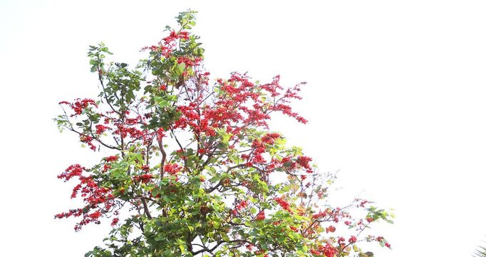 bright orange flowers are in full bloom on the tree with beautiful blue sky. taken in Myanmar, butea monosperma flowers.