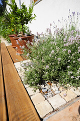 Lavendel