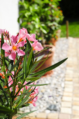 Oleander Kübelpflanze Terrasse