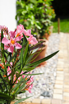 Oleander K&uuml;belpflanze Terrasse
