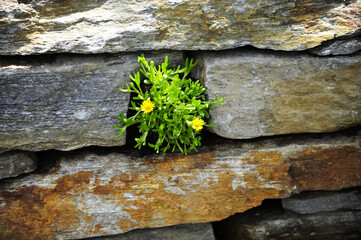 Naturgarten mit Trockensteinmauer