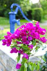 Idyllischer Naturgarten