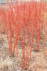 Cornus sanguinea Midwinter Fire Winteraspekt