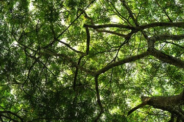 Under the shade of a large tree, you will see branches and leaves covering it in an unusual way.