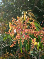 red and yellow leaves