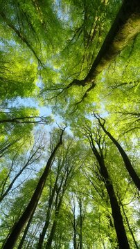 Magnificent nature and tall trees in a forest. Worms-eye view of a canopy with fresh green foliage in the spring sunlight, vertical format
