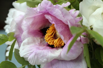  Pink Piony blossom flower, petals macro close-up