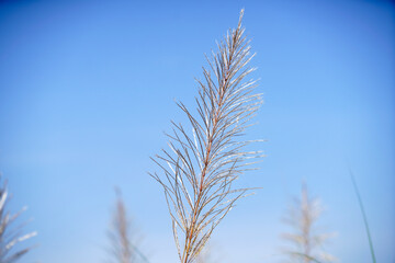 Delicate Grass Blades Glimmering Under Clear Blue Sky Background