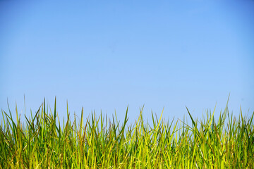 Green Grass Against Clear Blue Sky in Bright Sunny Day
