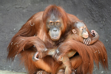 mother with baby Sumatran orangutan