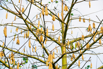 Golden Seed Pods Hanging from Branches of a Leafless Tree
