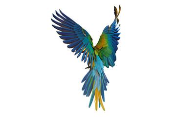 Colorful flying Camelot Macaw parrot isolated on transparent background png file	