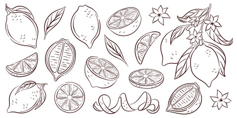 Lemon icon set in line art style. Hand drawn citrus fruit with peel and natural cut into different pieces and circle slice, branch of blossom and leaf. Isolated on a white background.