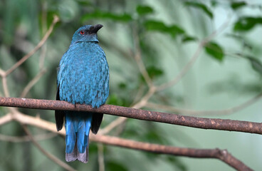  Asian fairy-bluebird animals bird zoo