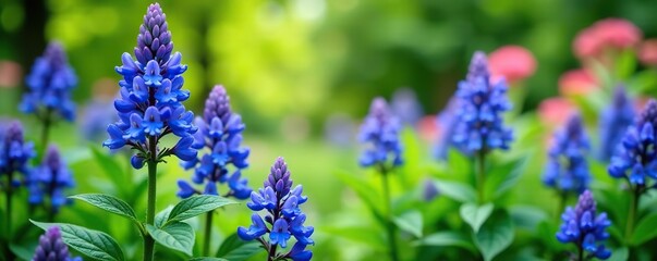 Fototapeta premium Lush Faassen's blue catmint plants blooming in vibrant summer garden setting, plants, Faassen's blue catmint