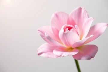 Fototapeta premium Soft pink flower with delicate petals on a white background, with a softly blurred center, white background, nature