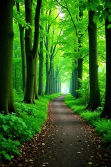 Lush green beech forest with a winding walkway creating a beautiful natural tunnel in Leuven, Belgium, perfect for eco tourism and nature lovers,  forest,  Leuven