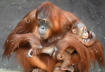 mother with baby Sumatran orangutan zoo animals © Vitezslav Halamka