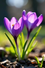 Fototapeta premium Two vibrant purple crocus flowers in full bloom on a sunny day, flowers, two