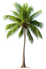 Coconut tree plant white background tranquility.