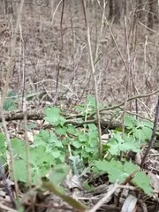 Fresh green foliage emerging amidst the dried forest floor, representing the awakening of nature in...