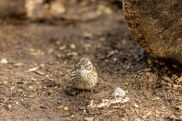 Small birds in the wild nature walking on the ground. Brown and grey feather birds in the wild. Forest birds of South America. Fauna wildlife birds searching food in summer