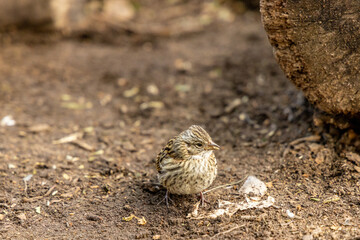 Small birds in the wild nature walking on the ground. Brown and grey feather birds in the wild. Forest birds of South America. Fauna wildlife birds searching food in summer