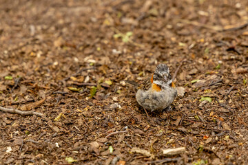 Small birds in the wild nature walking on the ground. Brown and grey feather birds in the wild. Forest birds of South America. Fauna wildlife birds searching food in summer