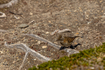 Small birds in the wild nature walking on the ground. Brown and grey feather birds in the wild. Forest birds of South America. Fauna wildlife birds searching food in summer