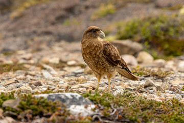 Small birds in the wild nature walking on the ground. Brown and grey feather birds in the wild. Forest birds of South America. Fauna wildlife birds searching food in summer