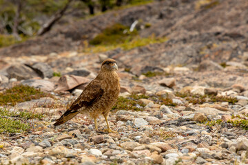Small birds in the wild nature walking on the ground. Brown and grey feather birds in the wild. Forest birds of South America. Fauna wildlife birds searching food in summer