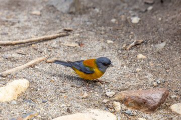 Small birds in the wild nature walking on the ground. Brown and grey feather birds in the wild. Forest birds of South America. Fauna wildlife birds searching food in summer