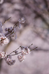 cherry blossom in spring