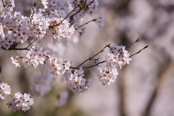 cherry blossom in spring