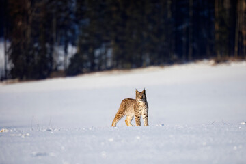 Lynx at frosty sunrise. Young Eurasian lynx, Lynx lynx, walks on snowy meadow in cold morning. Cute wild cat. Winter nature. Beast of prey in natural habitat. Beautiful animal with spotted orange fur.