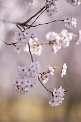 blooming cherry tree in spring