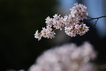 blooming cherry tree