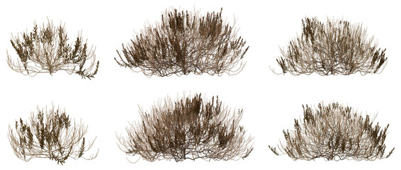 Calluna vulgaris (Common Heather) – Dead Shrub, Dry Branches and Wilted Flowers, 3D Render PNG on...