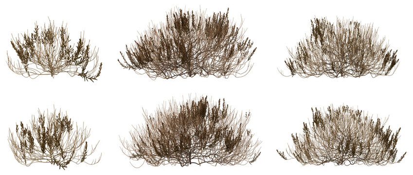 Calluna vulgaris (Common Heather) – Dead Shrub, Dry Branches and Wilted Flowers, 3D Render PNG on Transparent Background
