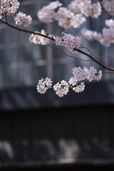 cherry blossom in spring