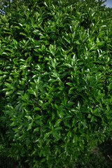 close up of green leaves