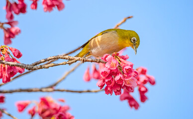 寒緋桜を眺めるメジロくん