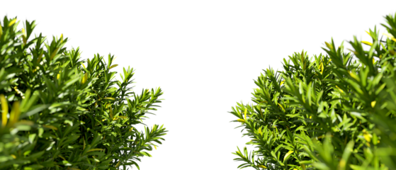 Green leaves plants shrubbery foreground on transparent backgrounds 3d render png
