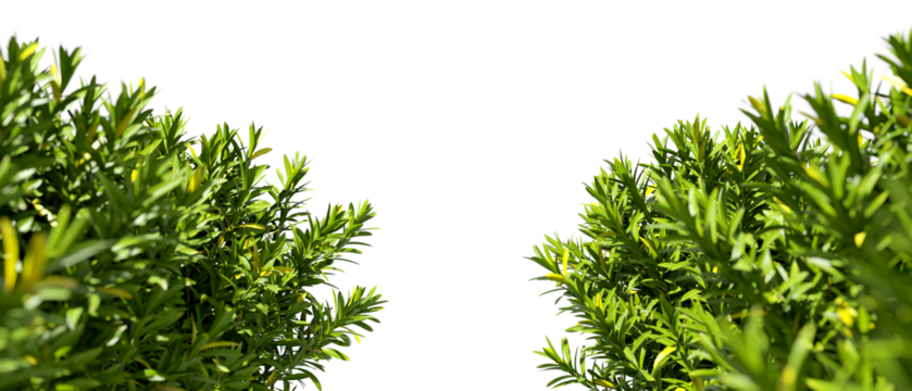 Green leaves plants shrubbery foreground on transparent backgrounds 3d render png