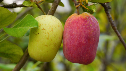 Anna apple from Thailand which has sour taste but still delicious to be eaten.