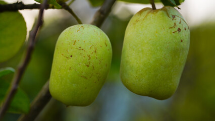 Ripe green apples on the tree. Apples grown in Thailand.