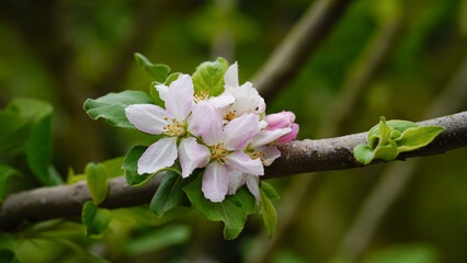 Pink and white apple blossom flowers on tree in springtime