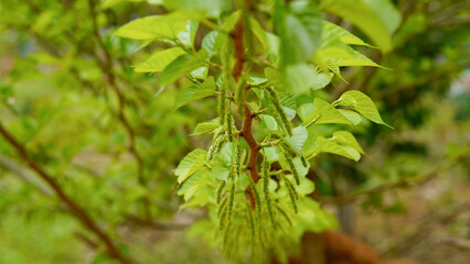 Mulberry tree. Green long fruits mulberries on the branch.