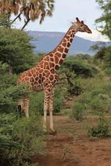 Jirafa en su hábitat